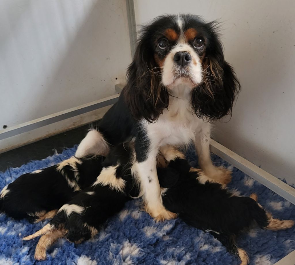 chiot Cavalier King Charles Spaniel Du Bois Des Girardons