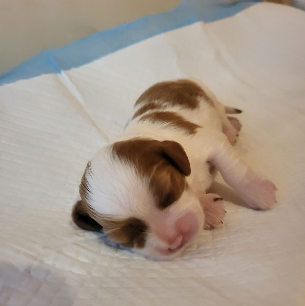 Du Bois Des Girardons - Chiot disponible  - Cavalier King Charles Spaniel