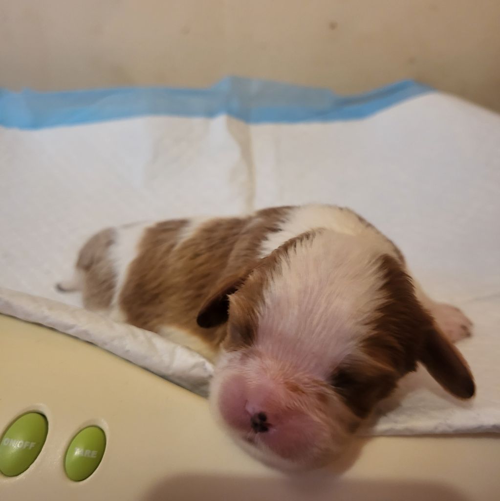 Du Bois Des Girardons - Chiot disponible  - Cavalier King Charles Spaniel