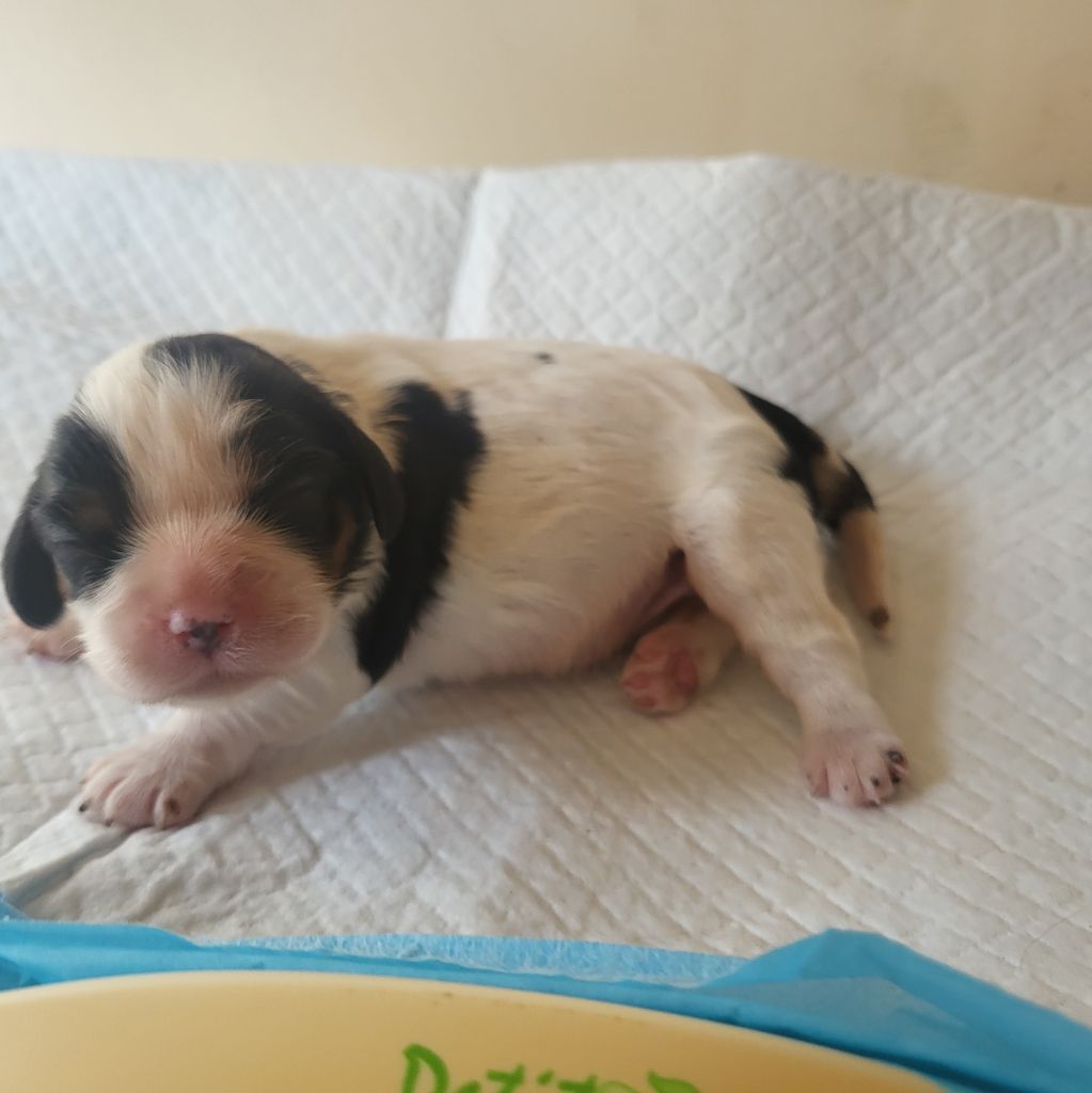 Du Bois Des Girardons - Chiot disponible  - Cavalier King Charles Spaniel