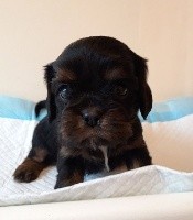 Du Bois Des Girardons - Cavalier King Charles Spaniel - Portée née le 01/12/2019