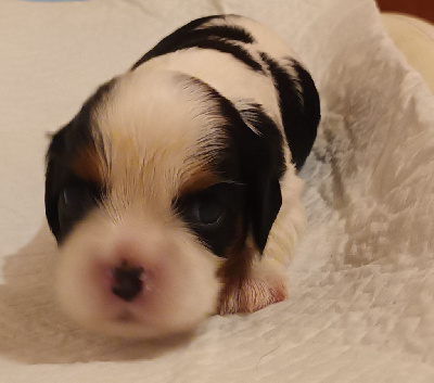 Du Bois Des Girardons - Cavalier King Charles Spaniel - Portée née le 20/10/2022