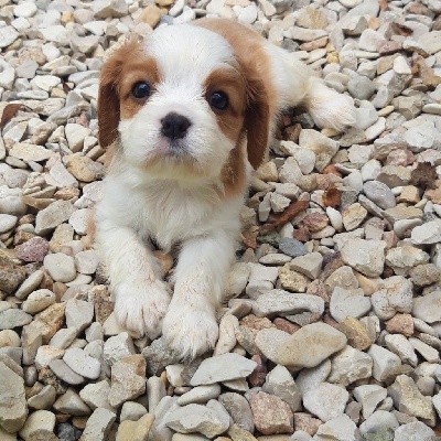 Du Bois Des Girardons - Cavalier King Charles Spaniel - Portée née le 26/05/2021