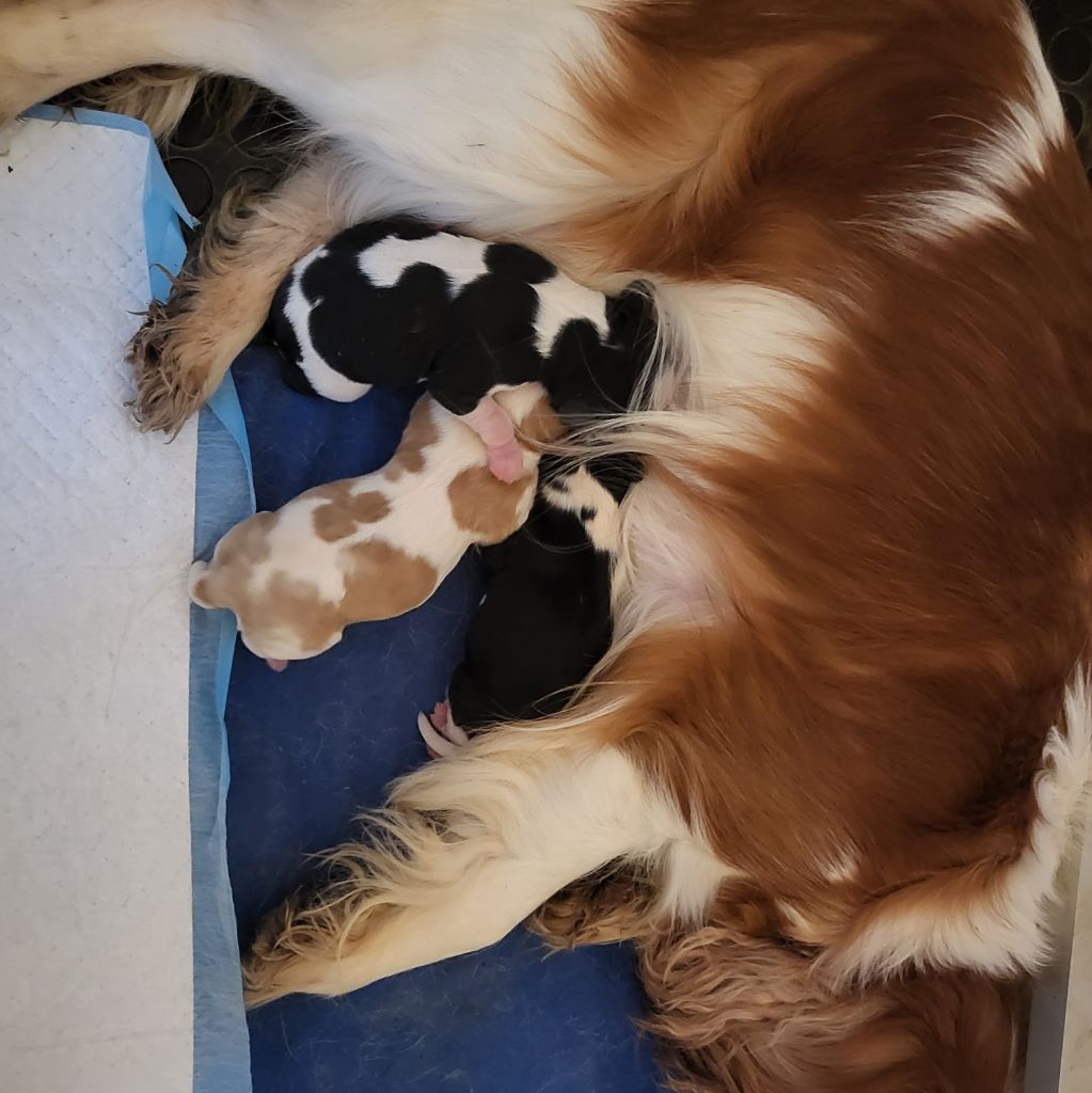 chiot Cavalier King Charles Spaniel Du Bois Des Girardons