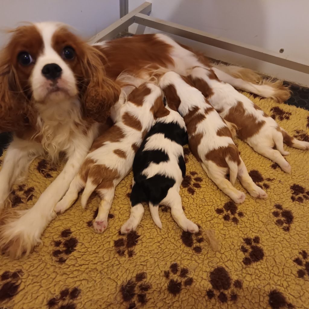 chiot Cavalier King Charles Spaniel Du Bois Des Girardons