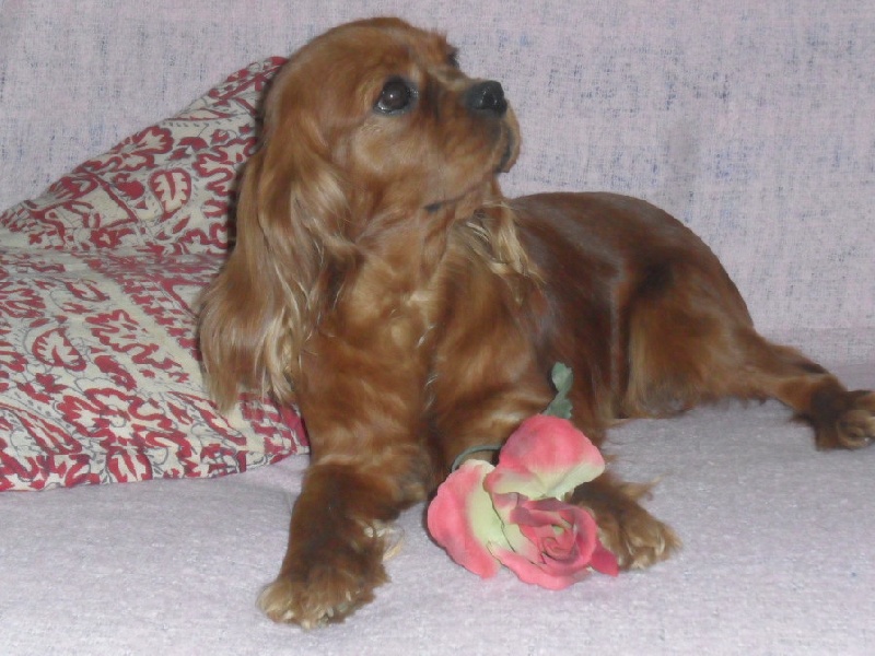 Epreuve des forêts éphémères