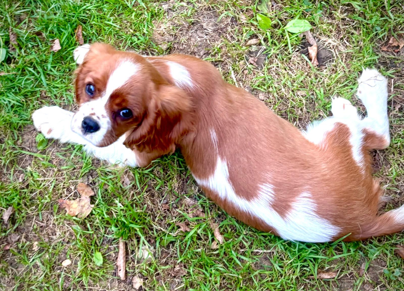 Apple pie Du Bois Des Girardons