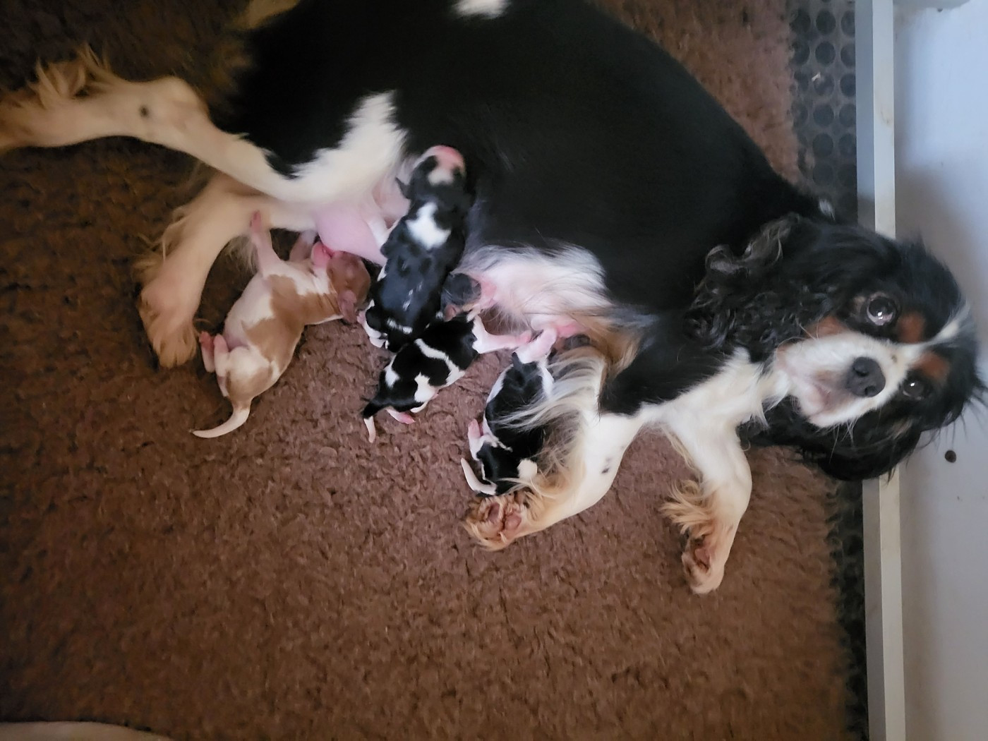 Ravie a mis bas le 25 novembre