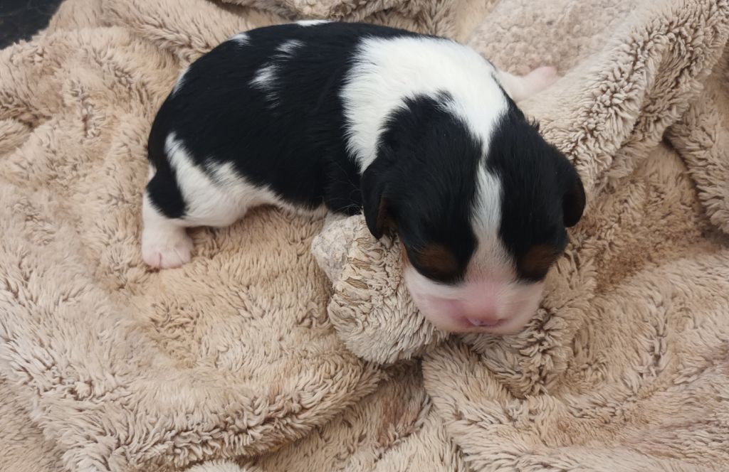 Du Bois Des Girardons - Chiots disponibles - Cavalier King Charles Spaniel