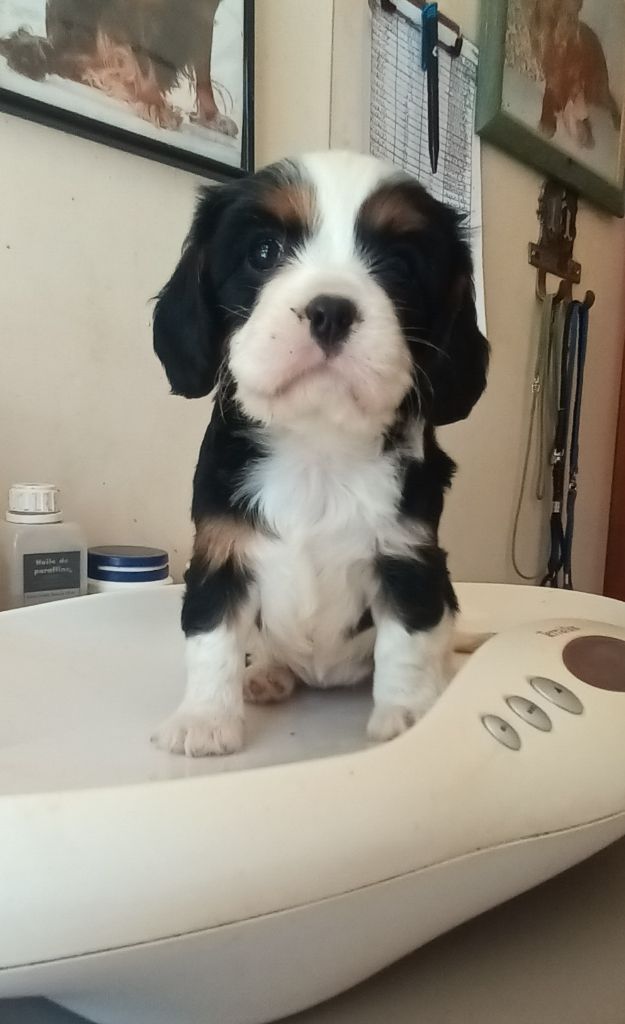 Du Bois Des Girardons - Chiots disponibles - Cavalier King Charles Spaniel