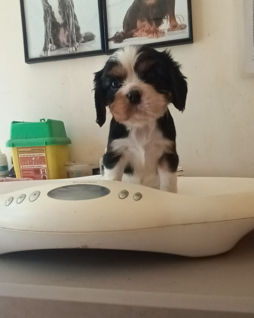 Du Bois Des Girardons - Chiots disponibles - Cavalier King Charles Spaniel