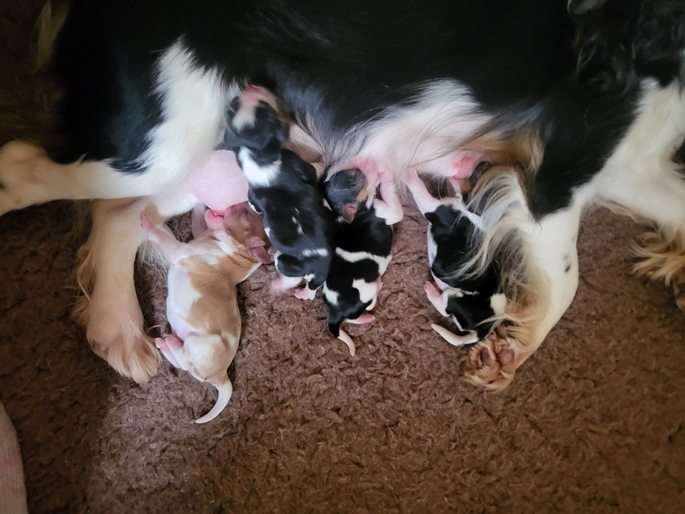 Du Bois Des Girardons - Cavalier King Charles Spaniel - Portée née le 25/11/2025