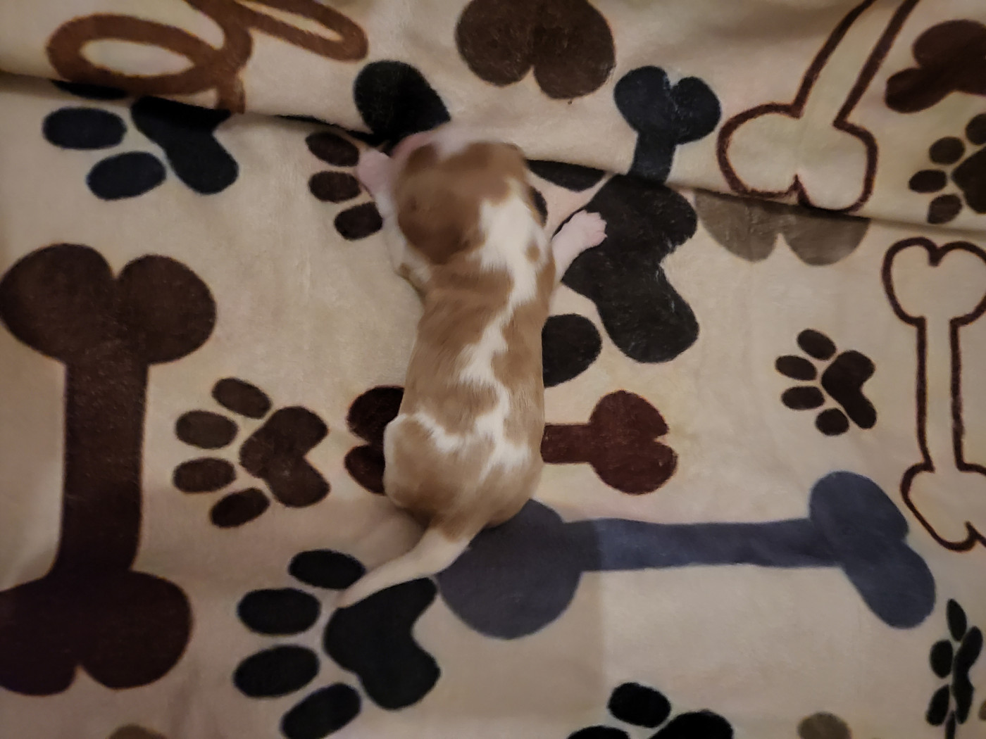 Du Bois Des Girardons - Chiots disponibles - Cavalier King Charles Spaniel