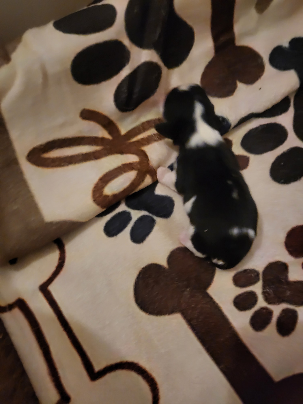 Du Bois Des Girardons - Chiots disponibles - Cavalier King Charles Spaniel