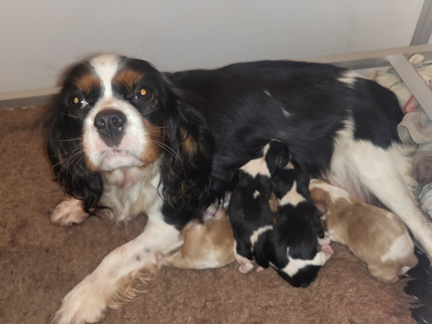 Du Bois Des Girardons - Cavalier King Charles Spaniel - Portée née le 23/12/2025