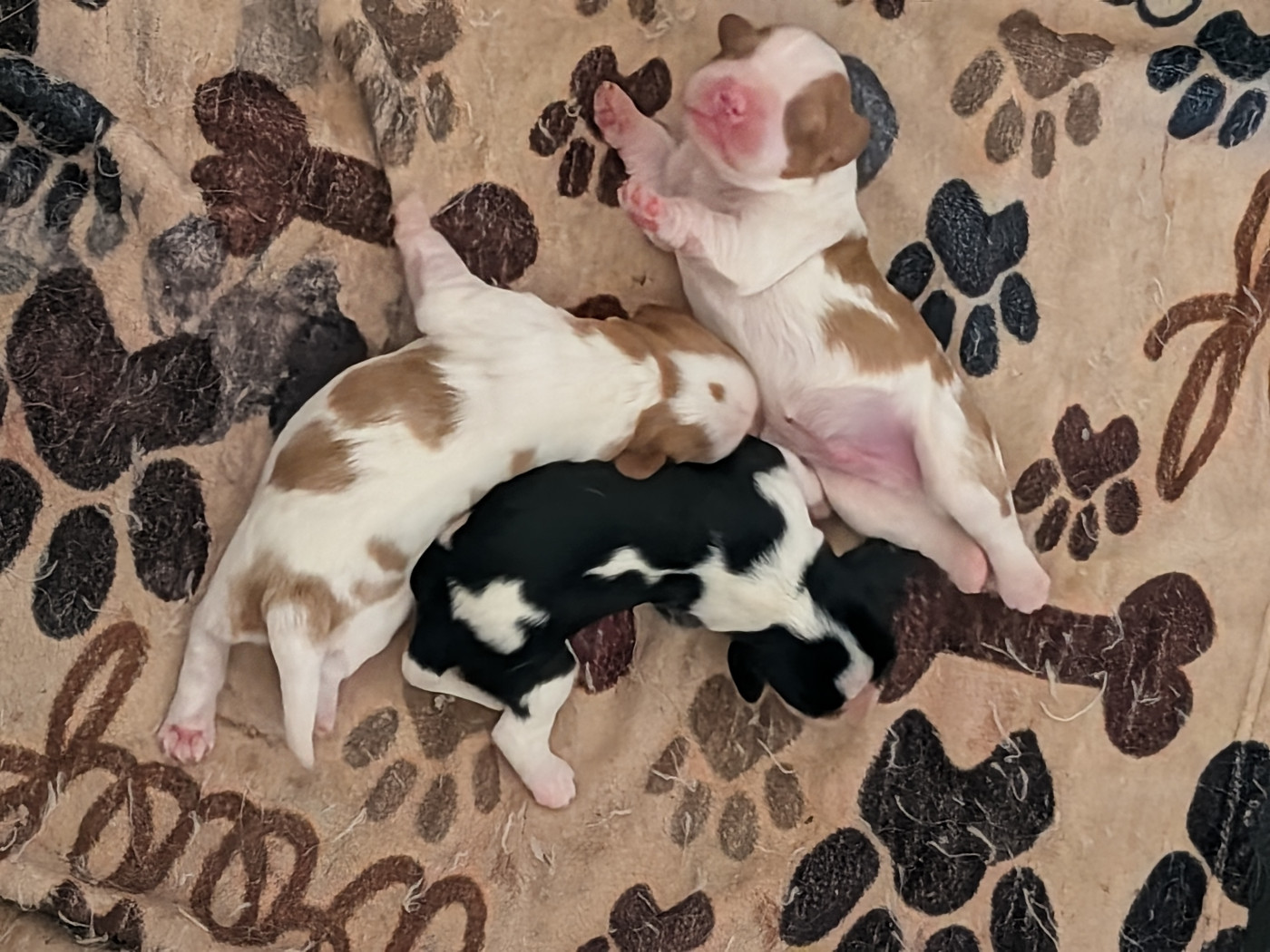 Chiot Cavalier King Charles Spaniel Du Bois Des Girardons