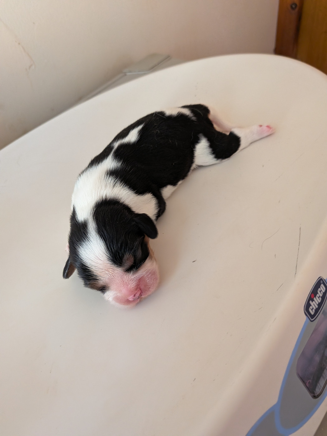 Du Bois Des Girardons - Chiots disponibles - Cavalier King Charles Spaniel