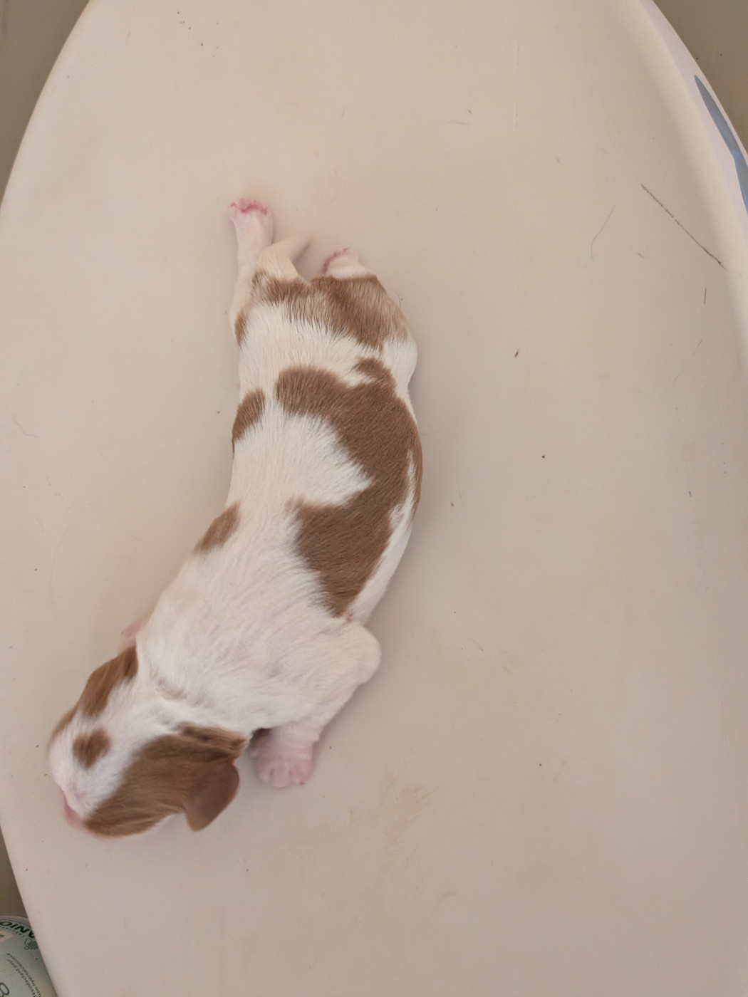 Du Bois Des Girardons - Chiots disponibles - Cavalier King Charles Spaniel