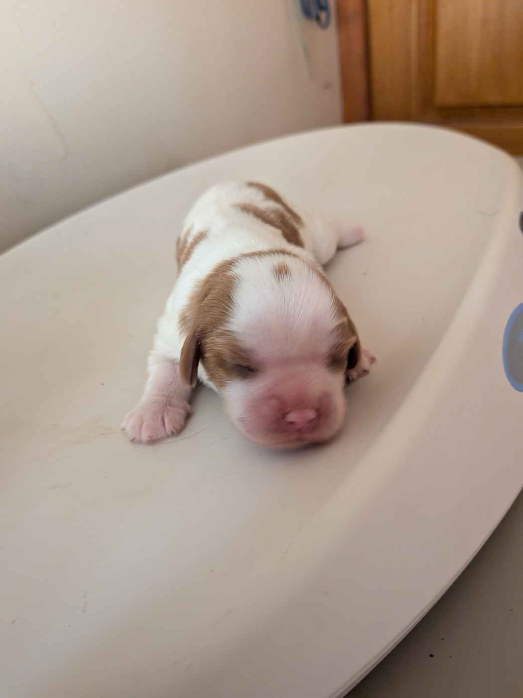 Du Bois Des Girardons - Chiots disponibles - Cavalier King Charles Spaniel