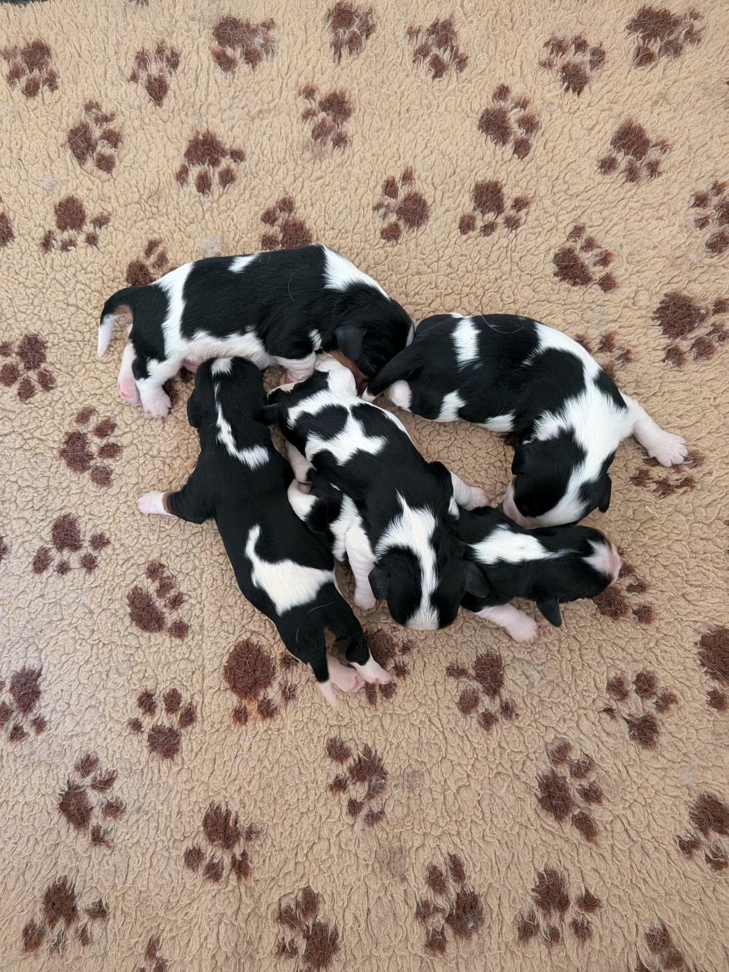 Chiot Cavalier King Charles Spaniel Du Bois Des Girardons