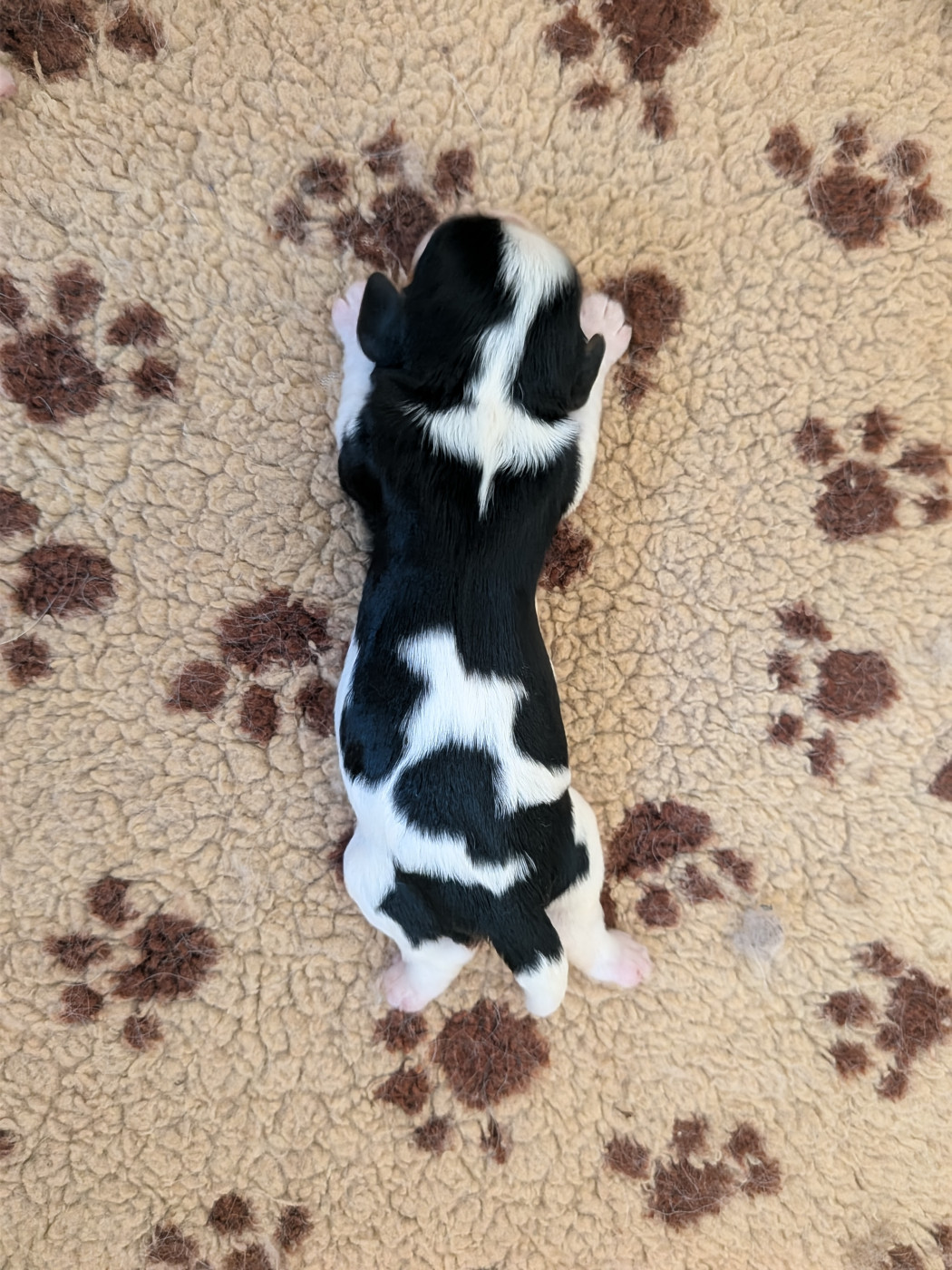 Du Bois Des Girardons - Chiots disponibles - Cavalier King Charles Spaniel