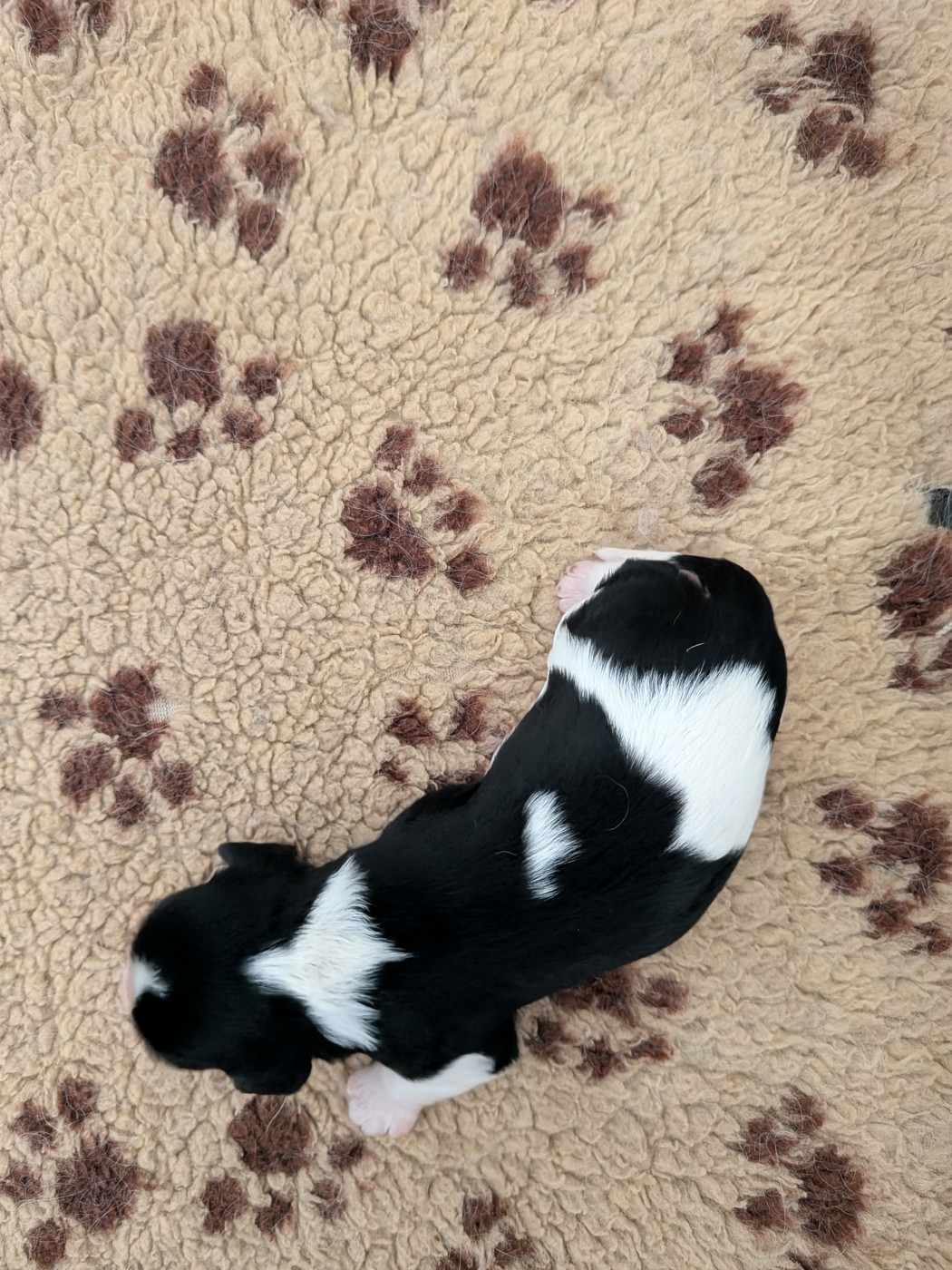 Du Bois Des Girardons - Chiots disponibles - Cavalier King Charles Spaniel