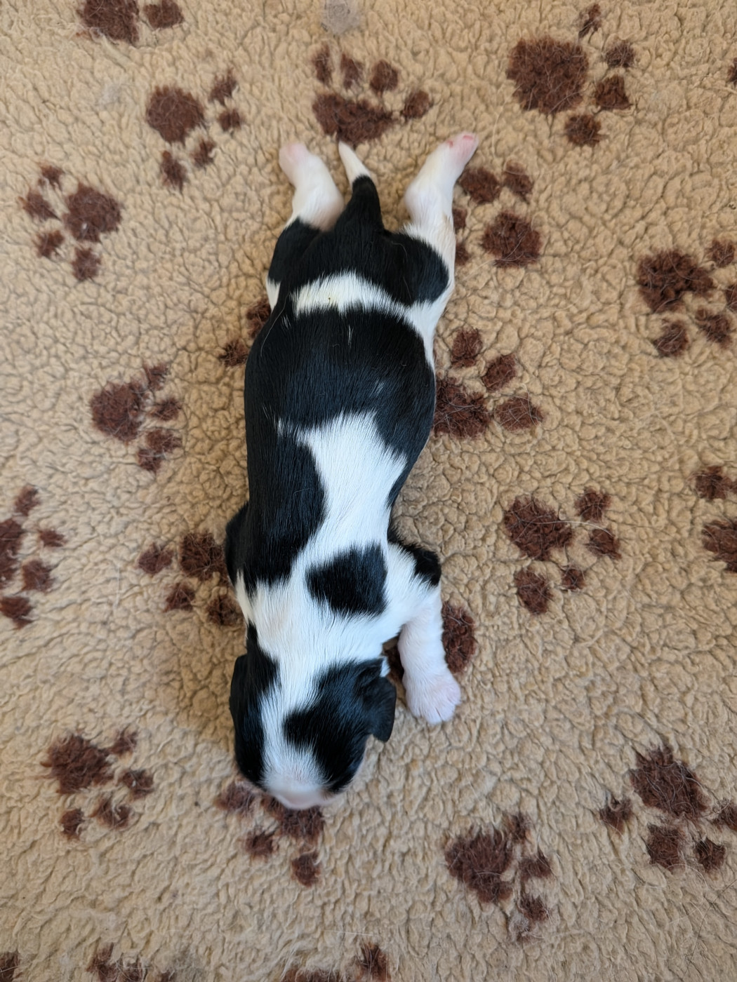 Du Bois Des Girardons - Chiots disponibles - Cavalier King Charles Spaniel