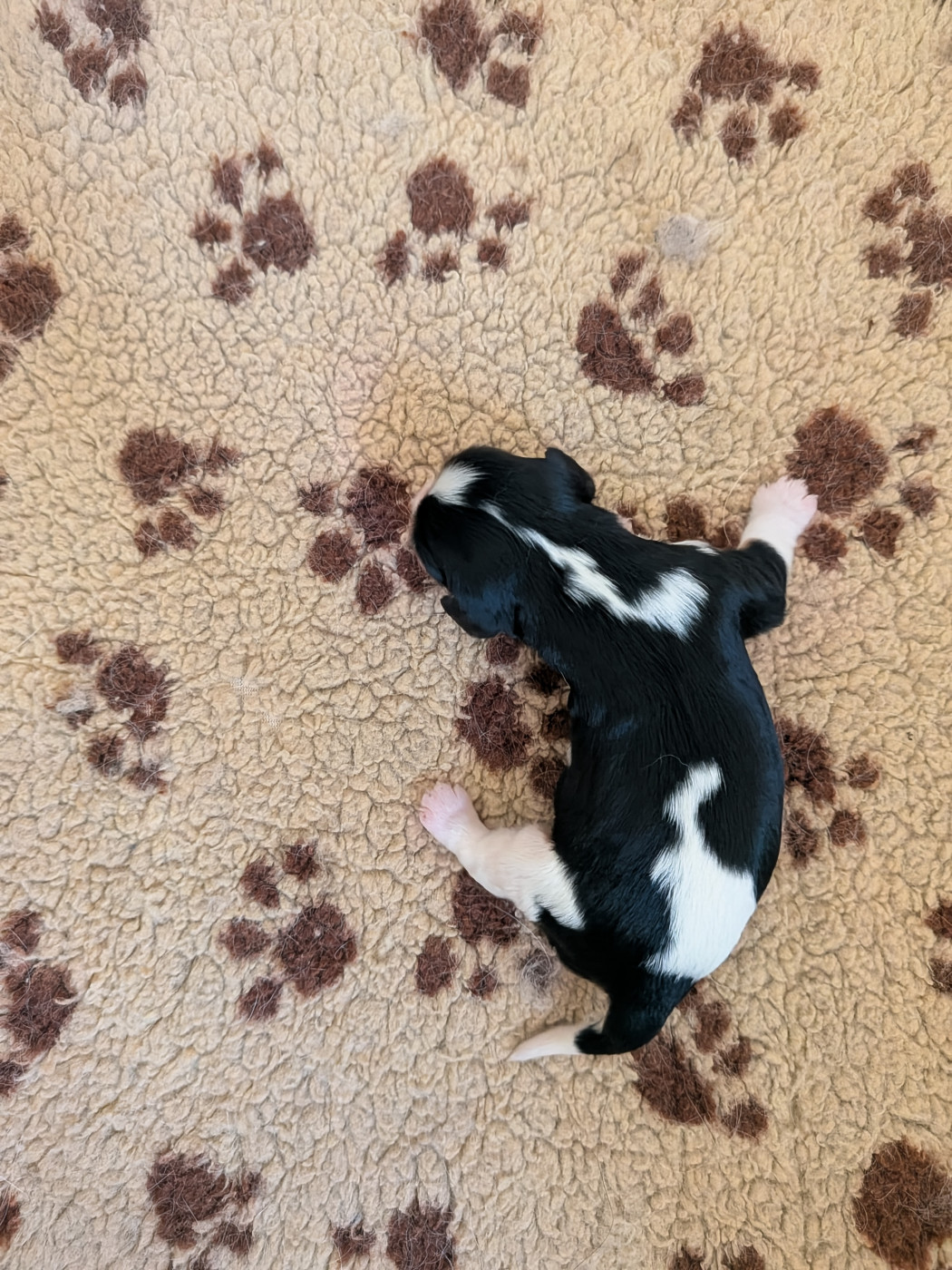 Du Bois Des Girardons - Chiots disponibles - Cavalier King Charles Spaniel