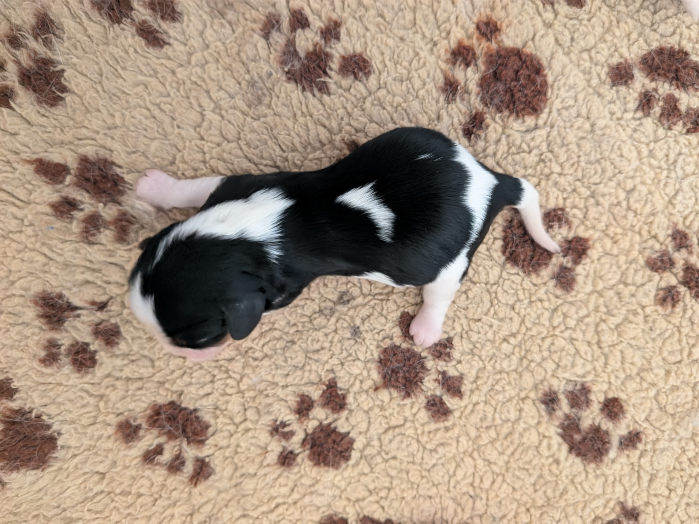 Du Bois Des Girardons - Chiots disponibles - Cavalier King Charles Spaniel