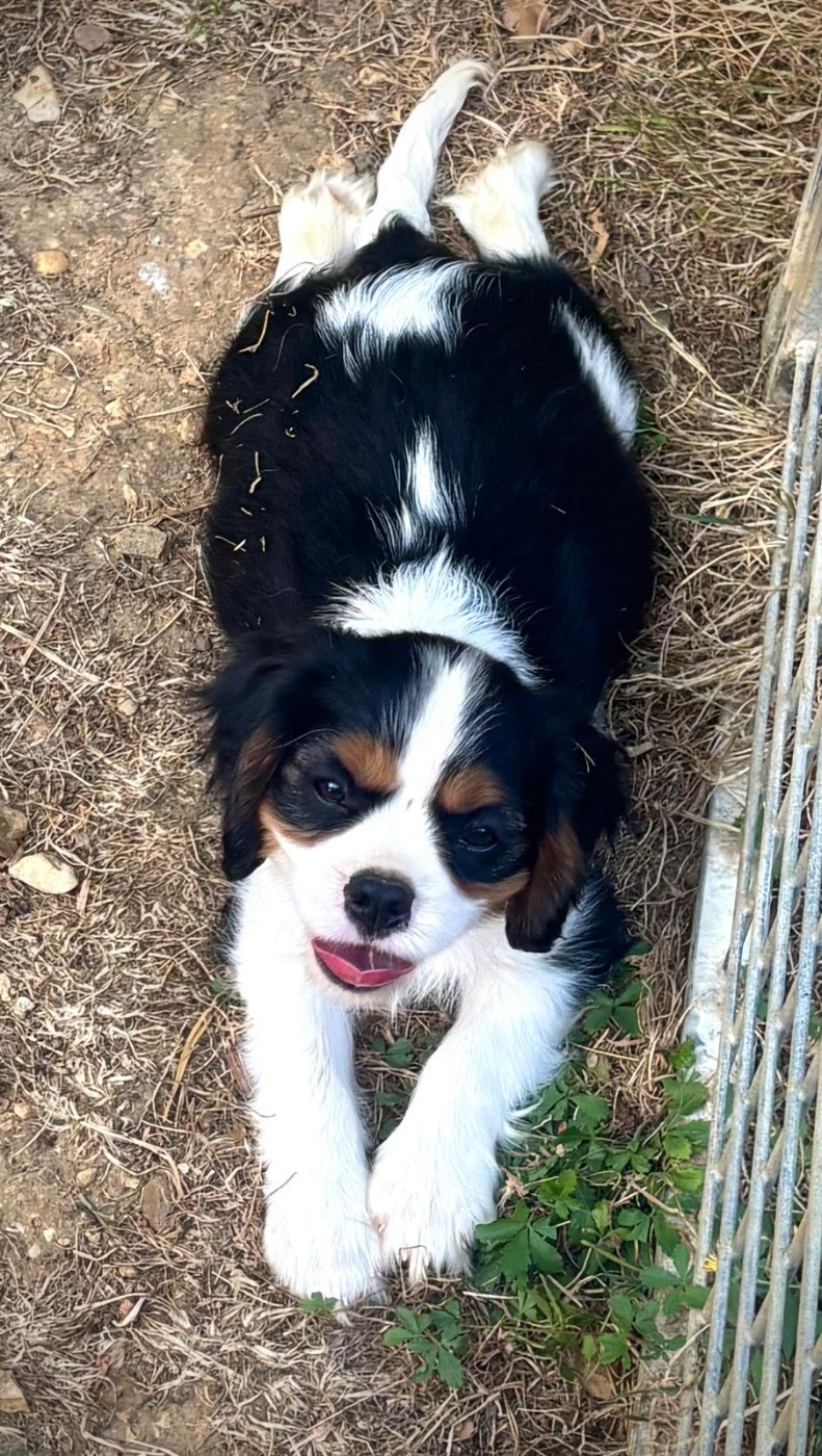 Du Bois Des Girardons - Chiots disponibles - Cavalier King Charles Spaniel
