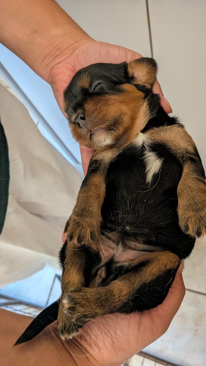 Du Bois Des Girardons - Chiots disponibles - Cavalier King Charles Spaniel