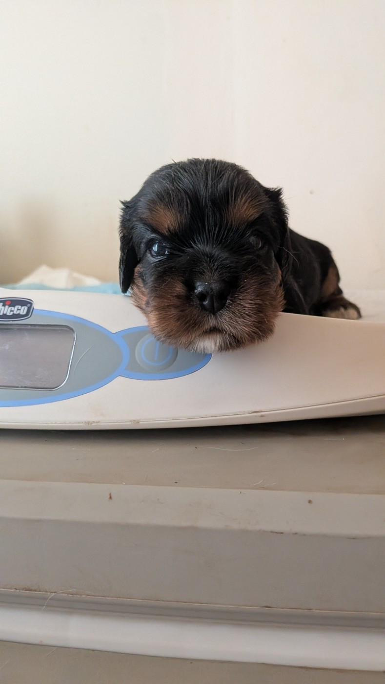 Du Bois Des Girardons - Chiots disponibles - Cavalier King Charles Spaniel