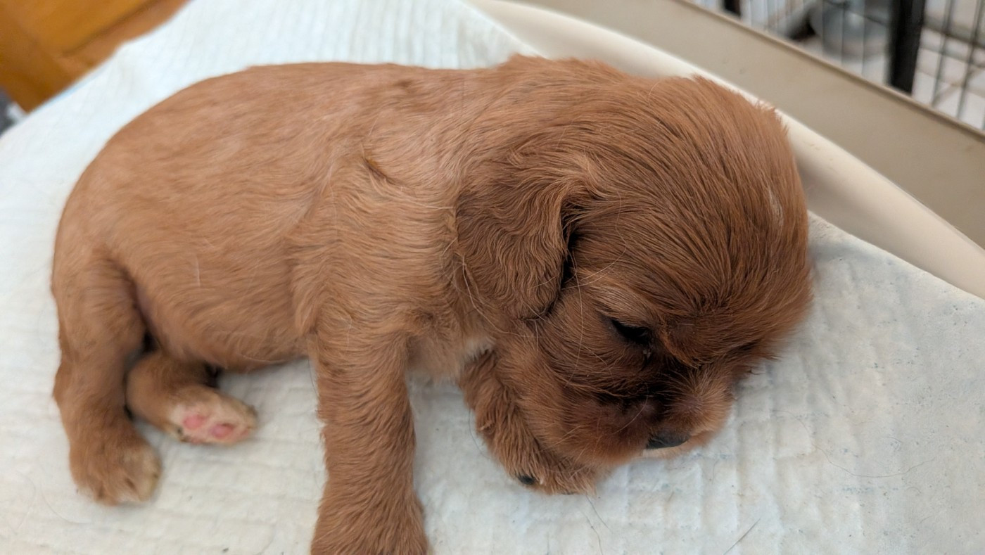 Du Bois Des Girardons - Chiots disponibles - Cavalier King Charles Spaniel