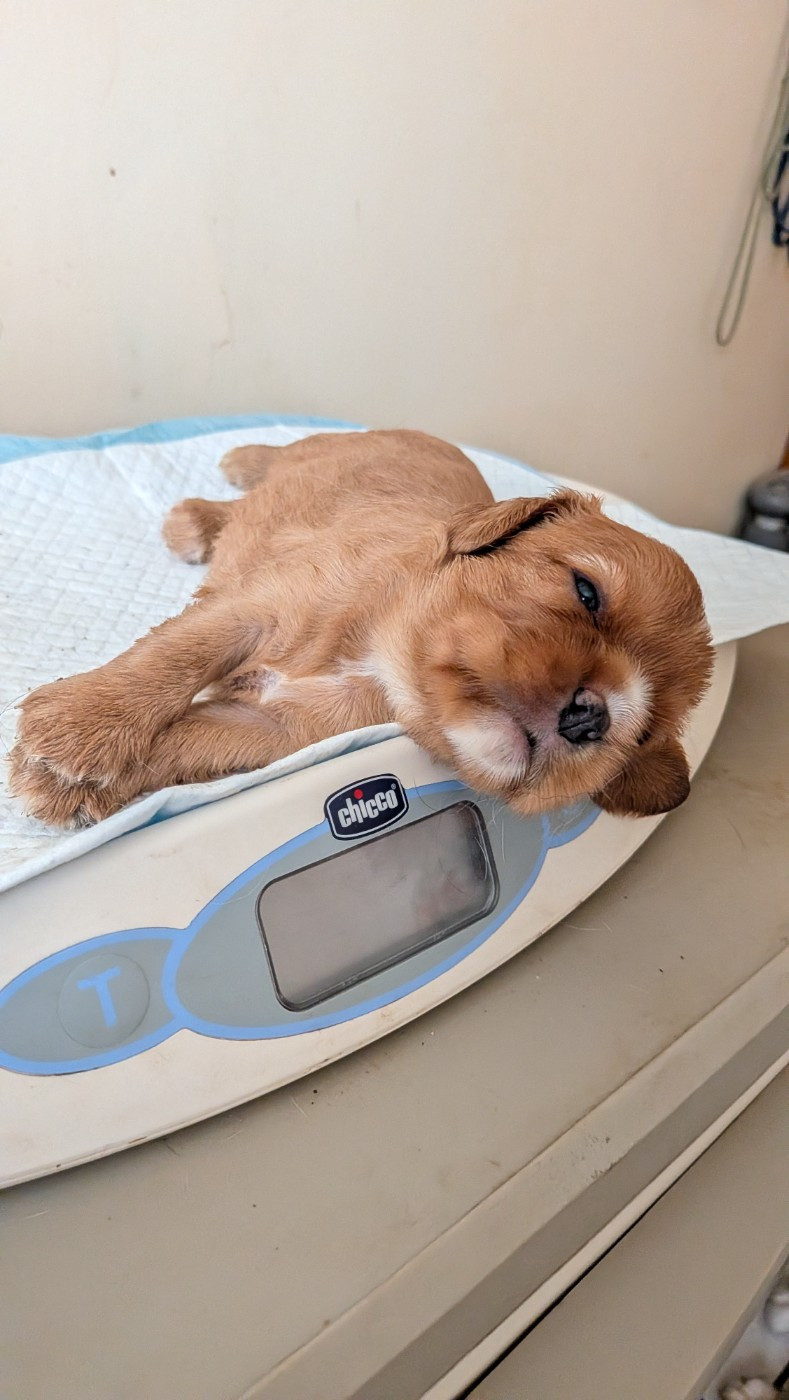 Du Bois Des Girardons - Chiots disponibles - Cavalier King Charles Spaniel