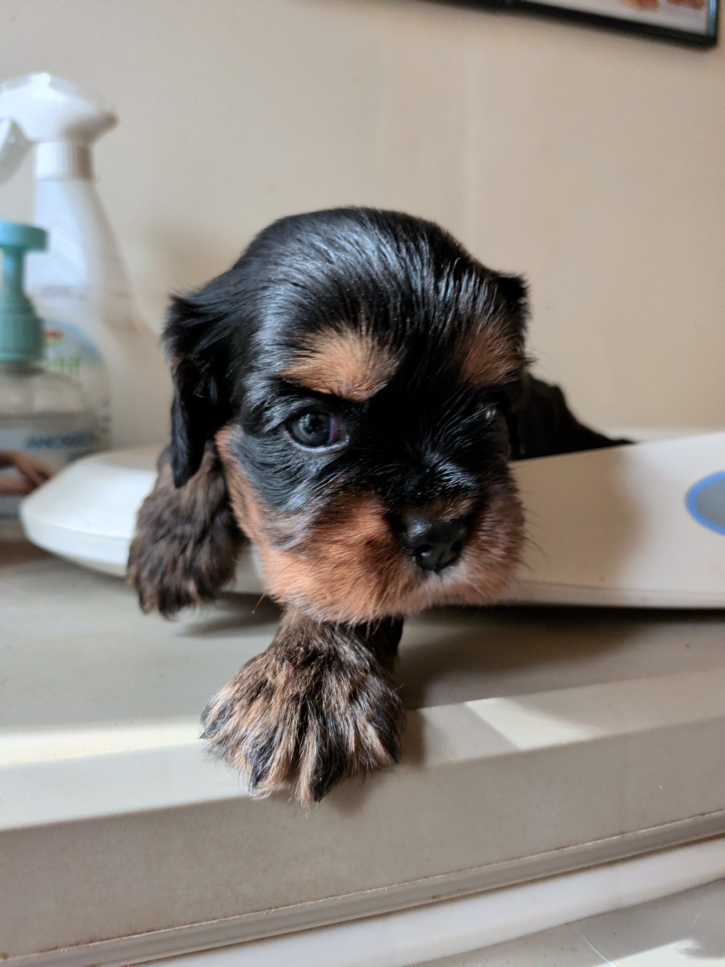 Du Bois Des Girardons - Chiots disponibles - Cavalier King Charles Spaniel