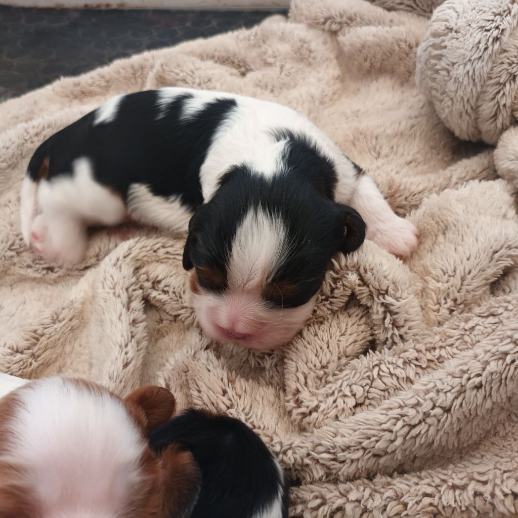 Du Bois Des Girardons - Chiots disponibles - Cavalier King Charles Spaniel