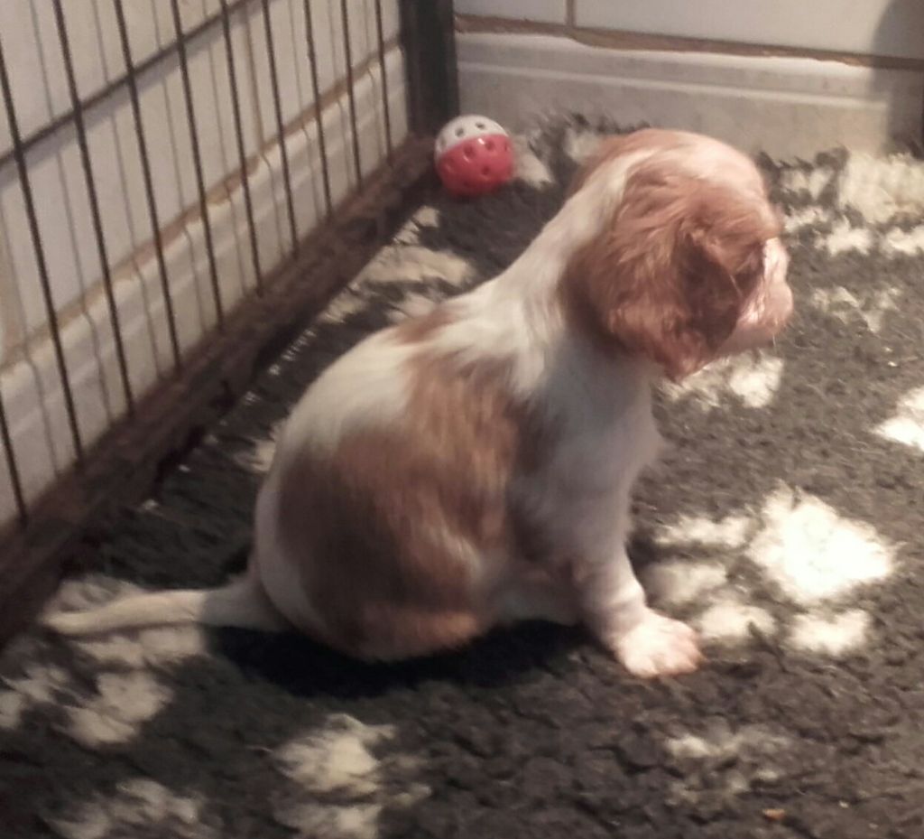 Du Bois Des Girardons - Cavalier King Charles Spaniel - Portée née le 05/10/2017