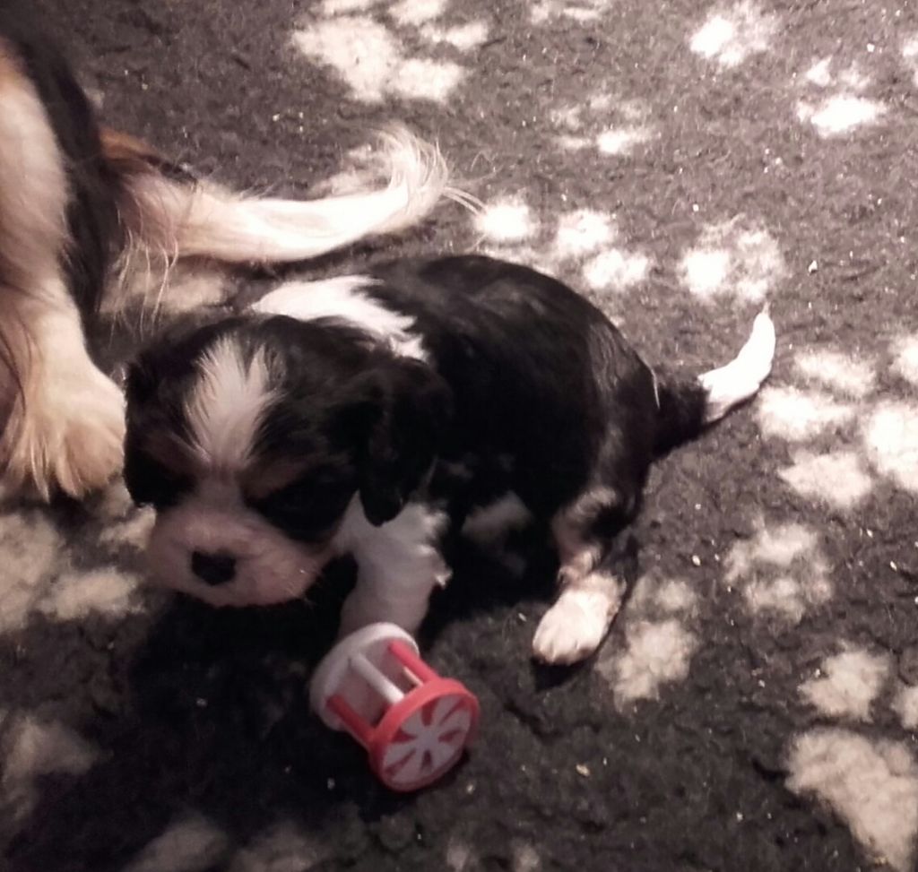 Du Bois Des Girardons - Cavalier King Charles Spaniel - Portée née le 05/10/2017