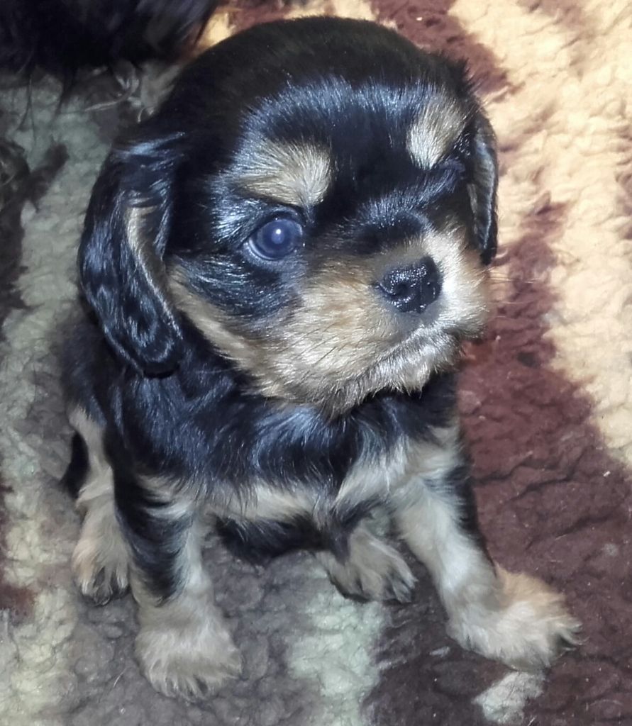 Du Bois Des Girardons - Cavalier King Charles Spaniel - Portée née le 27/12/2017