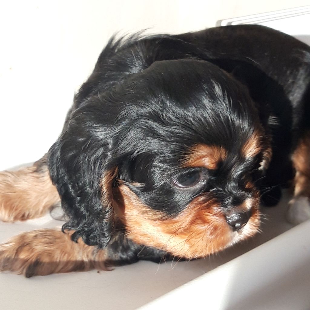 Du Bois Des Girardons - Cavalier King Charles Spaniel - Portée née le 03/12/2020