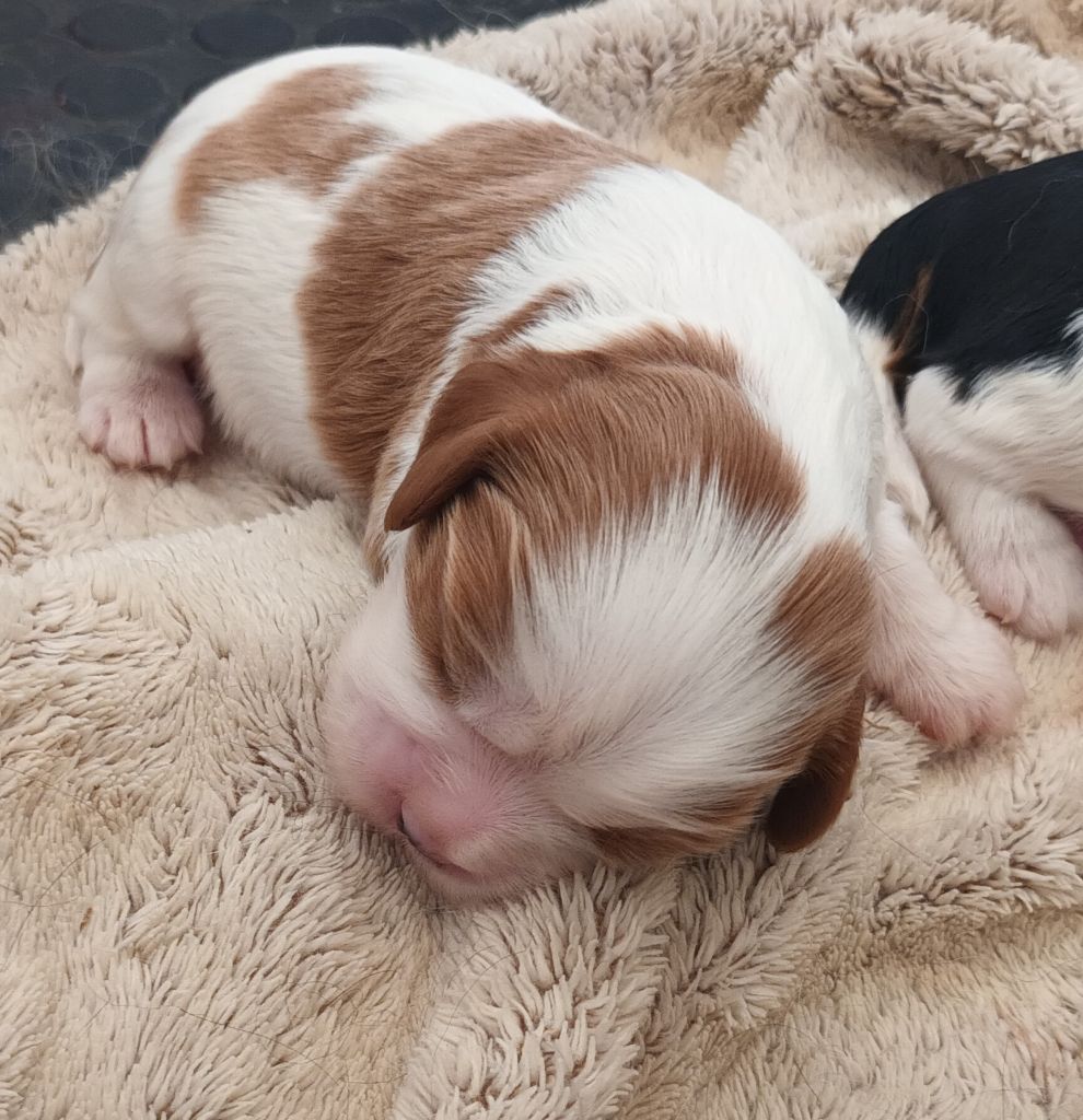 Du Bois Des Girardons - Chiots disponibles - Cavalier King Charles Spaniel