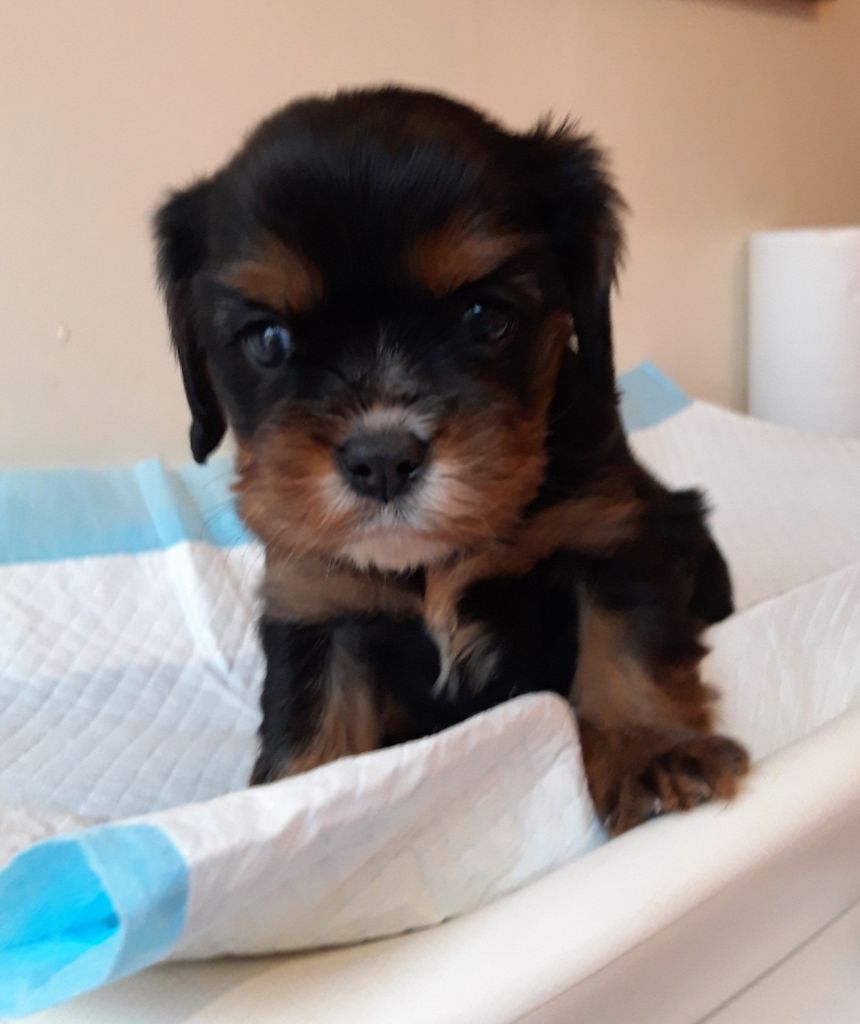 Du Bois Des Girardons - Cavalier King Charles Spaniel - Portée née le 01/12/2019