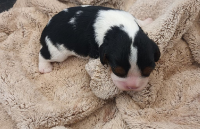 CHIOT 3