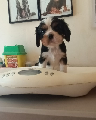 CHIOT 3