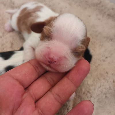 CHIOT 4