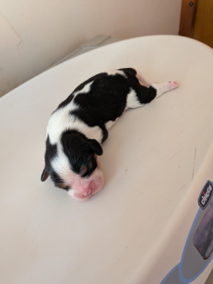 Chiot N°1