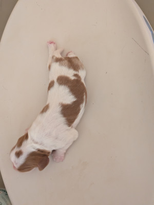Chiot N°2