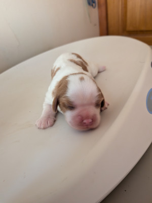 Chiot N°3