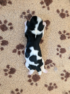 Chiot N°1