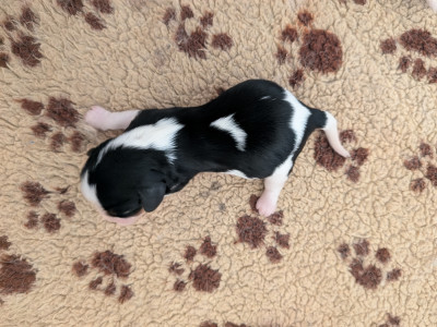 Chiot N°5